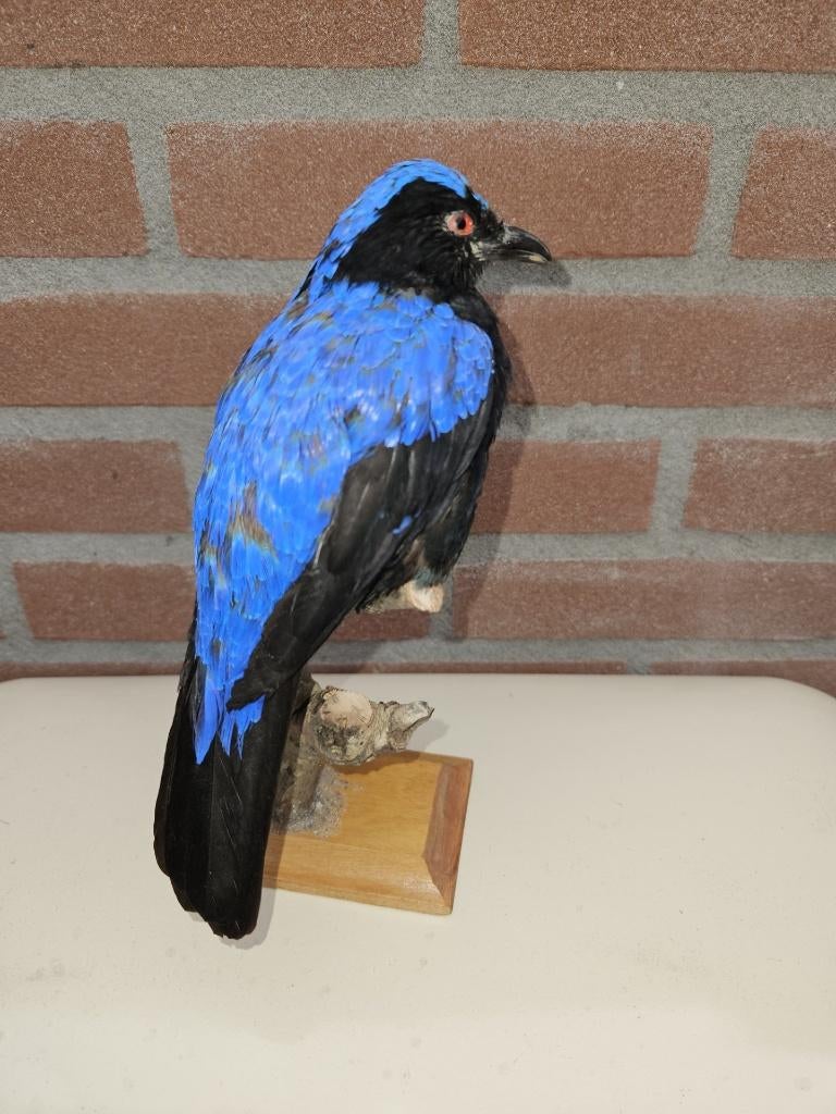 Prachtige nieuw opgezette Irene buul buul, Verzamelen, Dierenverzamelingen, Verzenden, Nieuw, Vogel, Opgezet dier