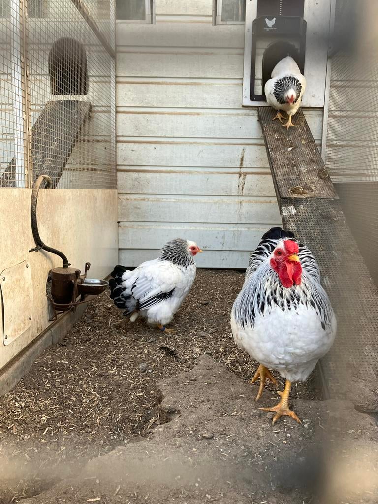 Wyandotte kriel wit zwart columbia, Dieren en Toebehoren, Pluimvee, Vrouwelijk, Kip