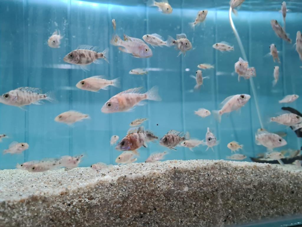 Aulonocara Red Blotched Multicolor Malawi Cichliden, Vis, Zoetwatervis