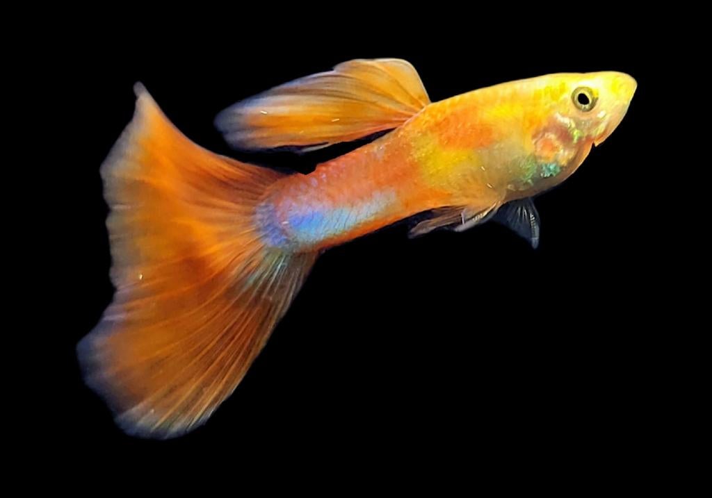 Blonde guppen grote groep, Dieren en Toebehoren, Vis