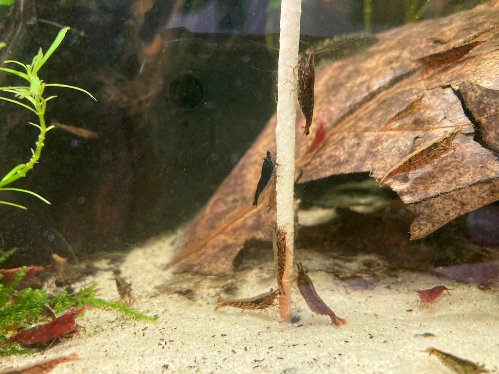 Neocardina garnalen, wildkleur, Kreeft, Krab of Garnaal