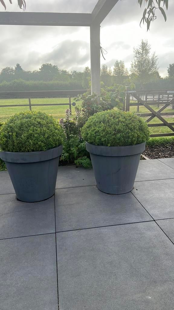 2 grote mooie buxus bollen, Tuin en Terras, Ophalen, Buxus, Struik, 100 tot 250 cm