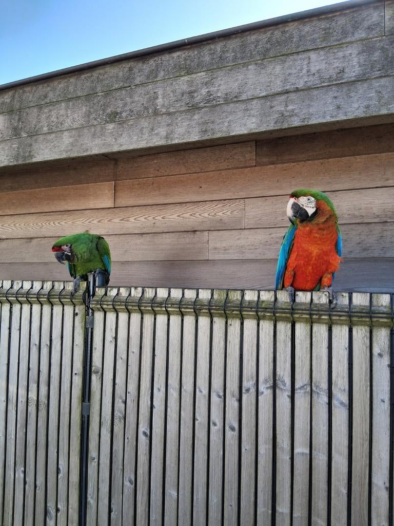 Zeer tam koppel ara's freeflight 2024, Dieren en Toebehoren, Vogels | Parkieten en Papegaaien, Meerdere dieren, Papegaai, Tam