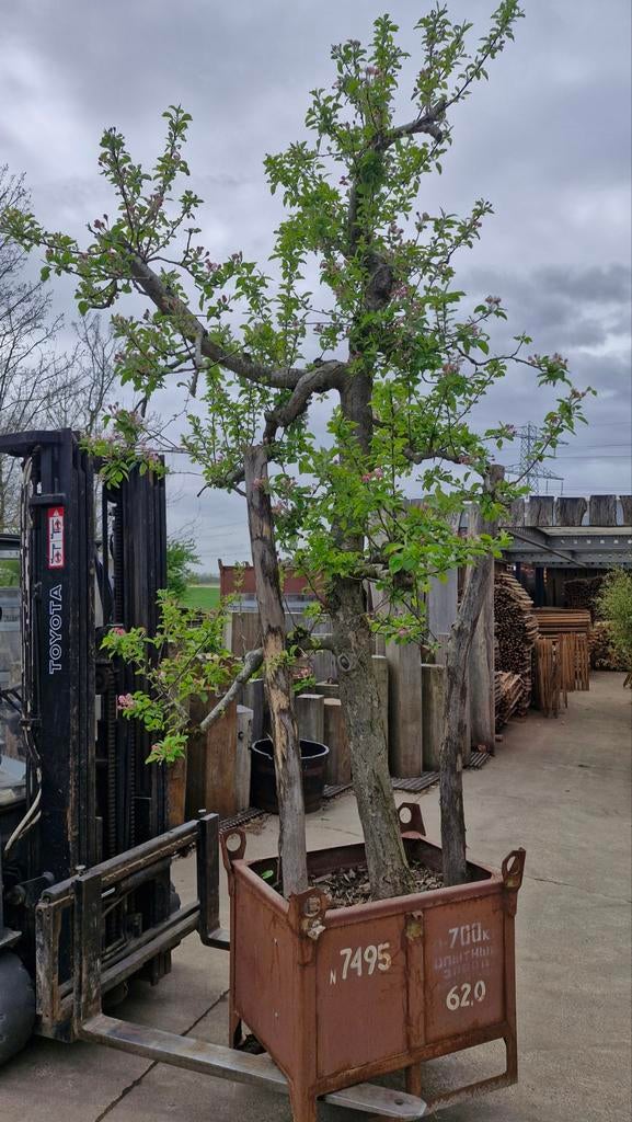 Gezonde appelboom in industriële stalen bak (300-350 cm), In pot, Bloeit niet, Halfschaduw, 250 tot 400 cm