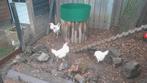 4 witte legkippen (leghorns), Vrouwelijk, Kip