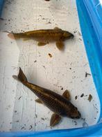 Koi karpers + goudvissen + vijverfilter/pomp, Ophalen, Gebruikt