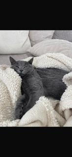 Britse kortstaart, Ophalen, Zo goed als nieuw