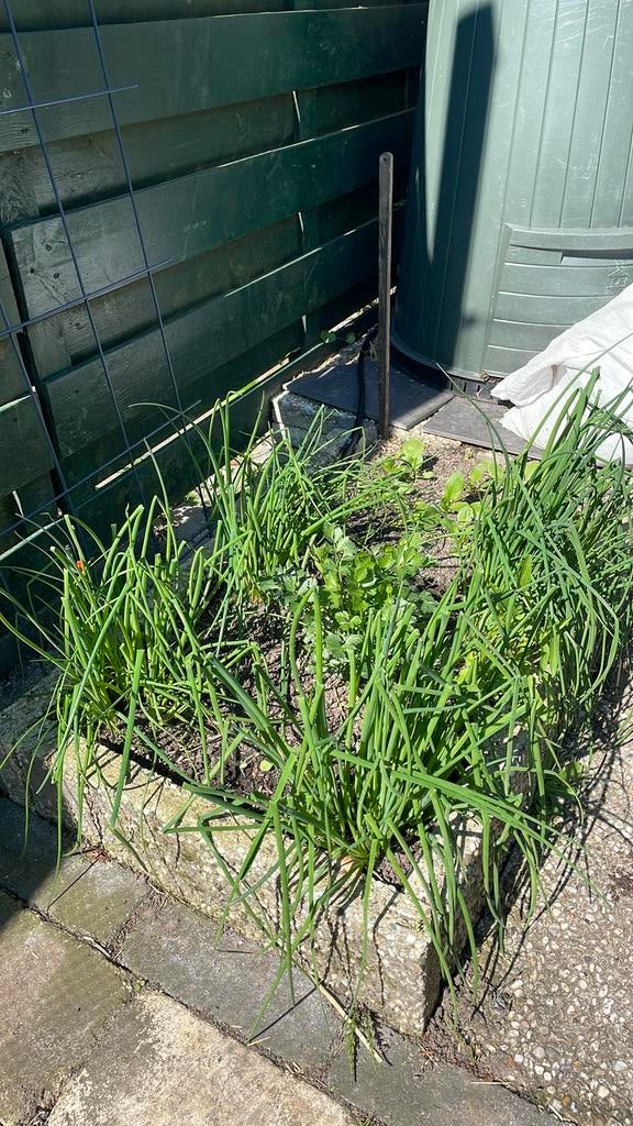 Gratis pollen bieslook, Ophalen, Vaste plant, Groenteplanten