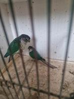 Pyrrhura, Dieren en Toebehoren, Vogels | Parkieten en Papegaaien, Geslacht onbekend, Dwergpapegaai of Agapornis, Geringd