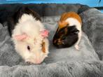 Lief cavia koppel met zorg gematcht ( van de zorgboerderij), Cavia, Februari, Mannelijk, Tam