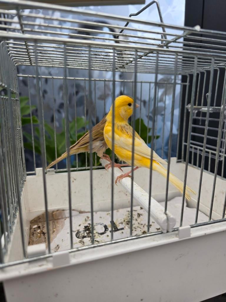 Kanaries poppen 2025, Dieren en Toebehoren, Vogels | Kanaries, Vrouwelijk, Kleurkanarie