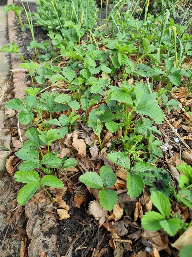 Aardbei plantjes - onbespoten, Tuin en Terras, Ophalen, Eenjarig, Groenteplanten, Volle zon