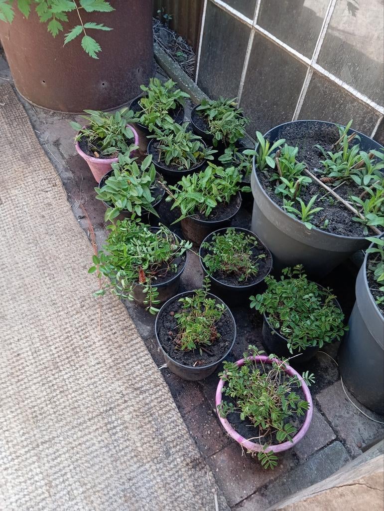 Tuinplanten, vaste planten, zomerbloeiers, siergras, Ophalen of Verzenden, Overige soorten, Halfschaduw