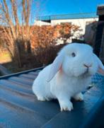 NHD  dwerg hangoor konijn, Mannelijk, Dwerg, Hangoor