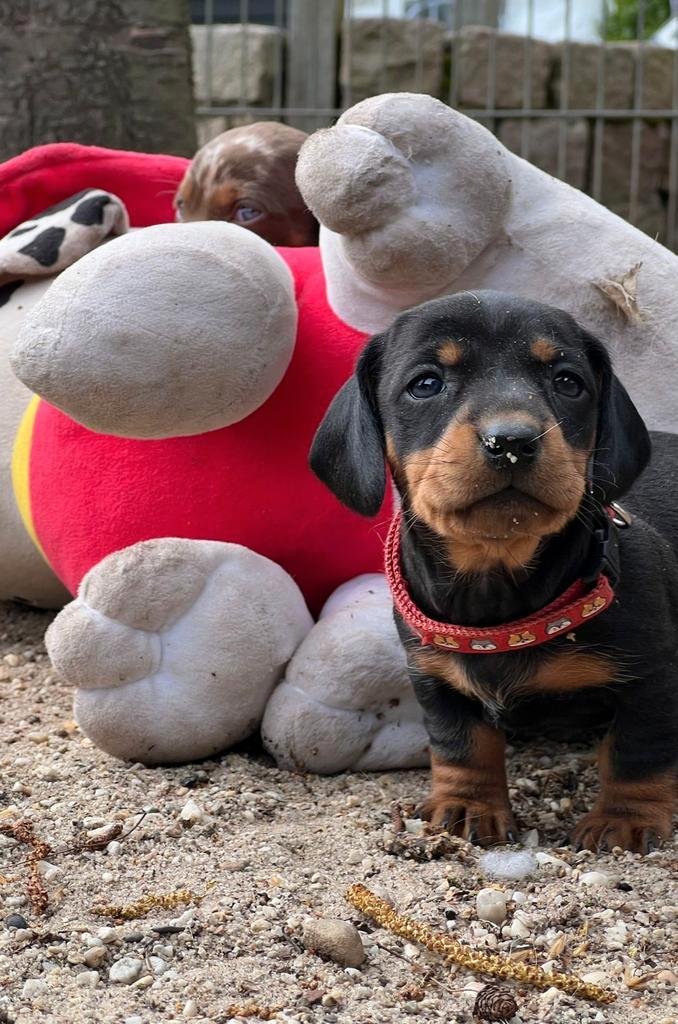 Vrolijke en zeker knappe dwergteckel pups te koop., Dieren en Toebehoren, Honden | Teckels en Dashonden, Meerdere dieren, Korthaar