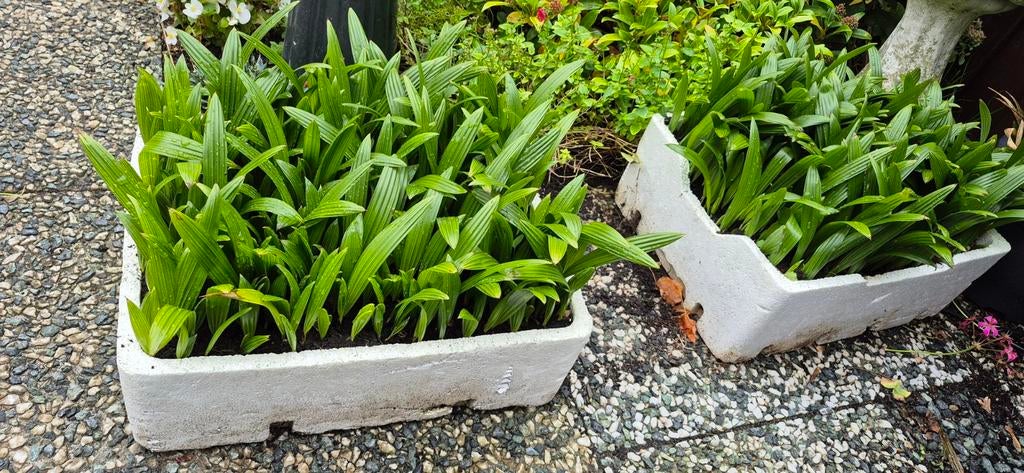 Zaailingen palmboom Trachycarpus, Ophalen, Kunststof, Minder dan 30 cm, Rond