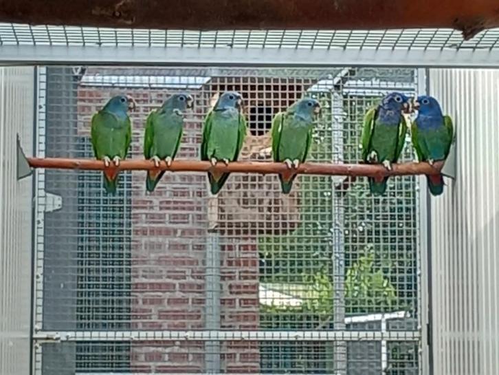 Kweekman Zwartoor-papegaai/Pionus Menstruus., Dieren en Toebehoren, Vogels | Parkieten en Papegaaien, Papegaai, Mannelijk, Geringd