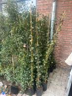 Hedera klimop 2 meter hoog 12 stuks, Ophalen, Overige soorten, 100 tot 250 cm