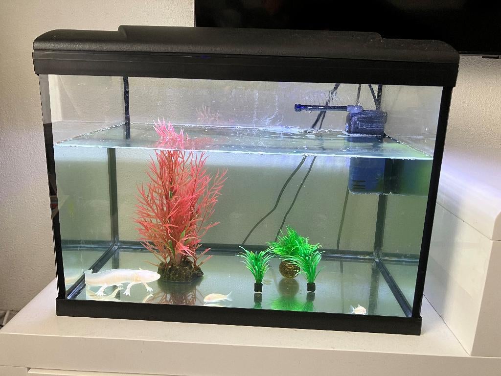 Aquarium inclusief Axolotl en vissen, Dieren en Toebehoren, Vissen | Aquaria en Toebehoren, Ophalen, Zo goed als nieuw, Gevuld zoetwateraquarium