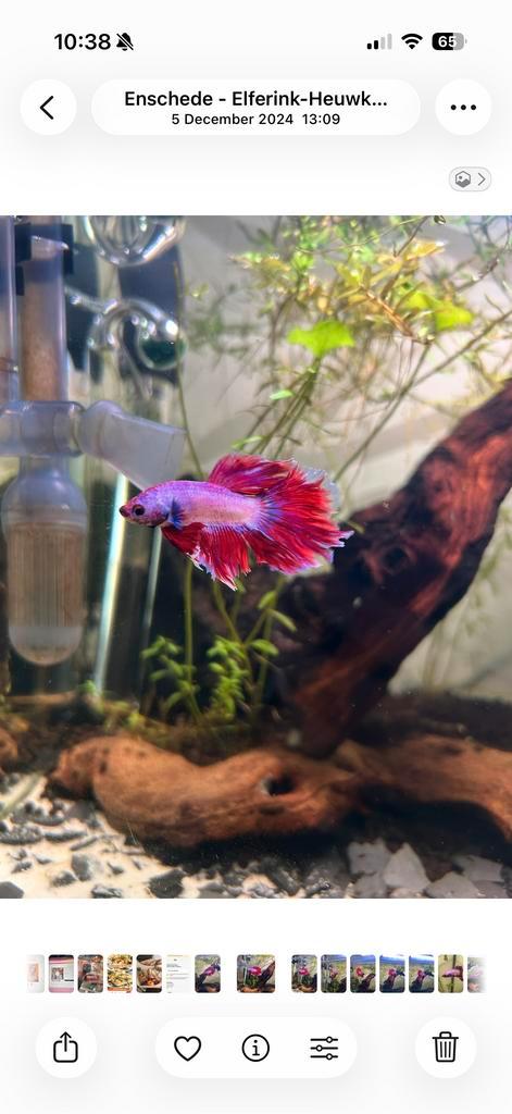Betta vis Pabu verdient beter huisje, Dieren en Toebehoren, Vissen | Aquariumvissen, Vis