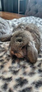 Minilop nhd konijntje 💙🐰, Dieren en Toebehoren, Mannelijk, Dwerg