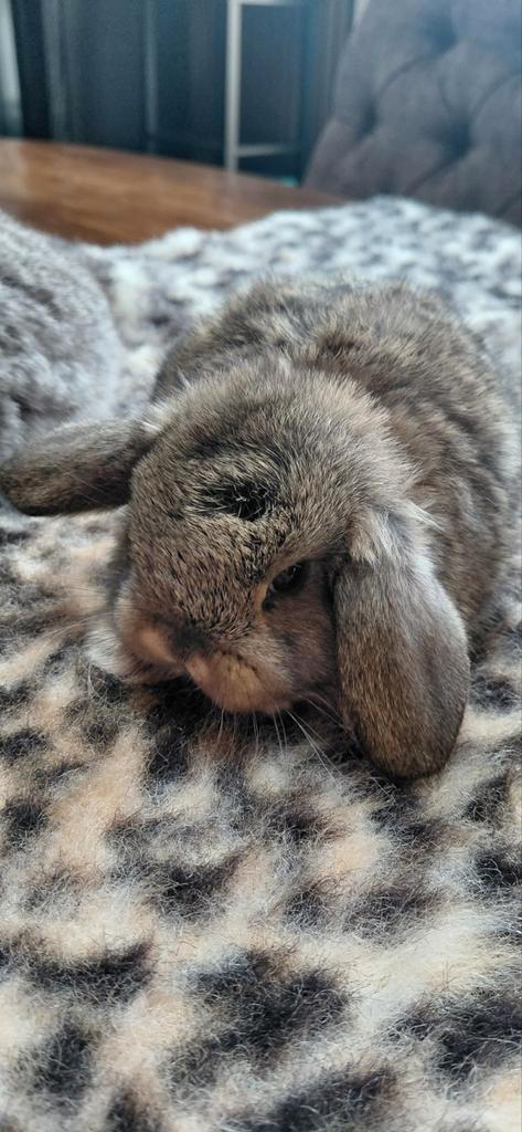 Minilop nhd konijntje 💙🐰, Dieren en Toebehoren, Konijnen, Dwerg, Mannelijk