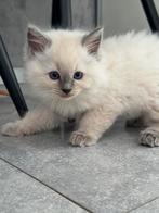 Ragdoll kittens met stamboom, Dieren en Toebehoren, Meerdere dieren, Met stamboom, 0 tot 2 jaar