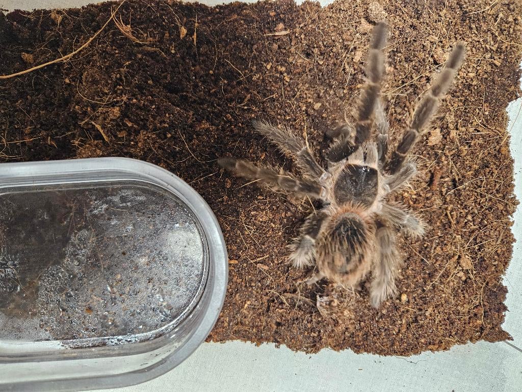 lasiodora parahybana Braziliaanse zalmroze vogelspin, Dieren en Toebehoren, Spin of Schorpioen
