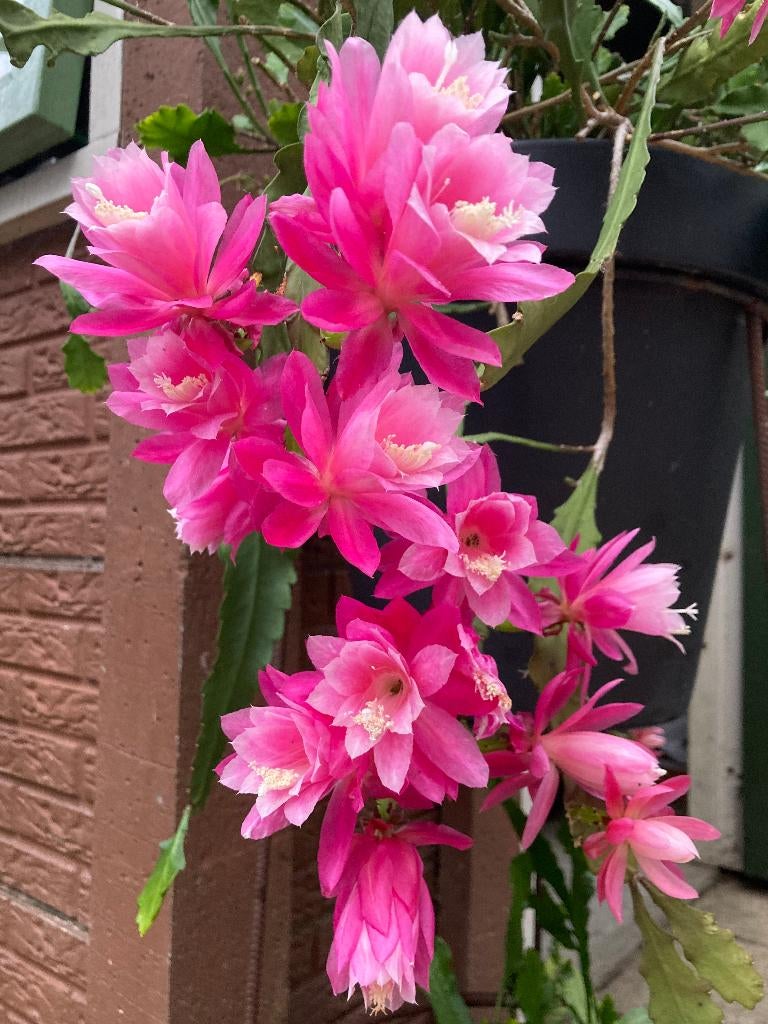 epiphyllum cactus duitse kaiserin gewortelde stekken, Huis en Inrichting, Minder dan 100 cm, Bloeiende kamerplant, Halfschaduw