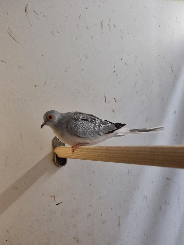 Diamantduif | Tropische vogels | Volièrevogels, Meerdere dieren, Overige soorten
