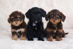 Havapoo pups te koop. Havanezer x toy poedel., Parvo, Nederland, Overige rassen, 8 tot 15 weken
