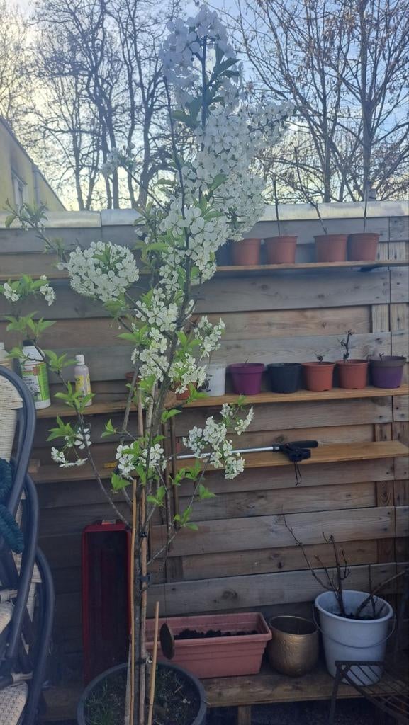 Kersenbomen: Zoete kers en Zure kers 5+ jaar, Tuin en Terras, Ophalen of Verzenden, Appelboom, Lente