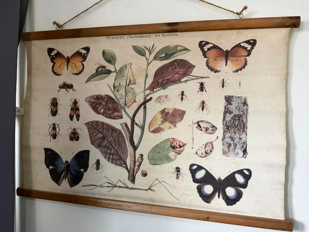 Linnen biologie “school”plaat, Ophalen of Verzenden, Zo goed als nieuw