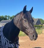 Lieve sociale zwarte zangersheide ruin 8 jaar aangeboden, Dieren en Toebehoren, Paarden, Met stamboom, Ruin, Niet van toepassing