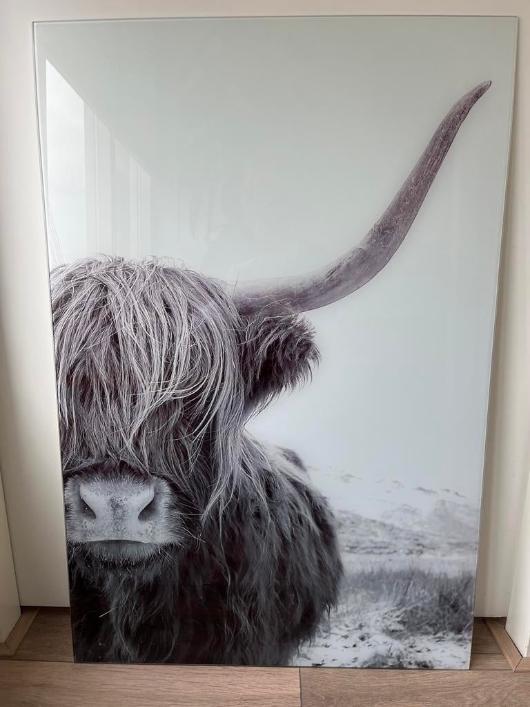 Schilderij Schotse Hooglander, Ophalen, Zo goed als nieuw, Schilderij, 75 cm of meer