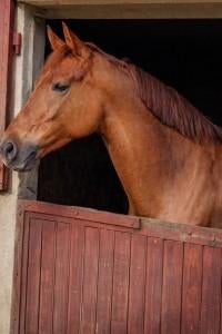 Stalling gezocht omgeving Vianen, Dieren en Toebehoren, Stalling en Weidegang