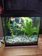 Aquarium compleet met goudvissen, Dieren en Toebehoren, Vissen | Aquaria en Toebehoren, Ophalen, Gebruikt, Gevuld zoetwateraquarium