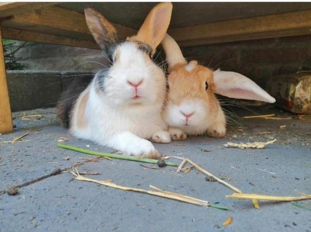 Knaagdieren oppas Barneveld, Meerdere dieren
