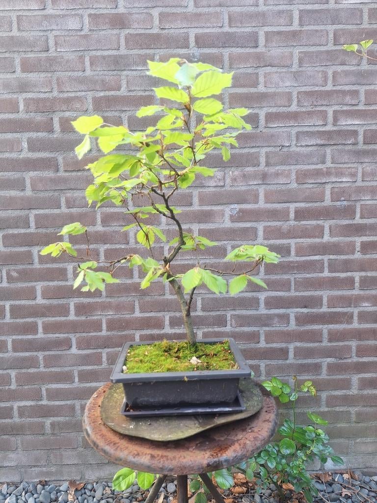 Kleine pre-bonsai beuk, Bloeit niet, Overige soorten, Minder dan 100 cm, Ophalen