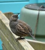 Gezocht Californische kuifwartel hennen, Dieren en Toebehoren, Vrouwelijk, Overige soorten