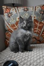 Mainecoon kitten -blue smoke tor- op zoek naar haar huisje!, Dieren en Toebehoren, Katten en Kittens | Raskatten | Langhaar, Poes