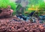 Dragon Blood garnalen | Caridina shrimps, Dieren en Toebehoren, Vissen | Aquariumvissen, Kreeft, Krab of Garnaal, Zoetwatervis