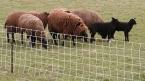 Schapennet 90 cm met dubbele stalen punt 5 rollen, Dieren en Toebehoren, Stalling en Weidegang