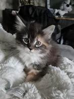 Lief main coon kitten poesje, Dieren en Toebehoren, Katten en Kittens | Raskatten | Langhaar, Poes, Ingeënt