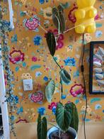 Philodendron Melanochrysum - Bijzondere Plant, Huis en Inrichting, Kamerplanten, Ophalen, Overige soorten, Halfschaduw, In pot