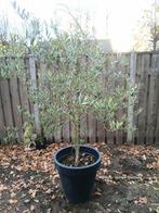 Olijfboompjes, Tuin en Terras, Ophalen, Volle zon, Overige soorten, Minder dan 100 cm