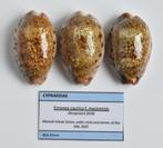 Schelpen: Cypraea caurica f. masirensis 38,6-42mm - Oman, Ophalen of Verzenden, Schelp(en)