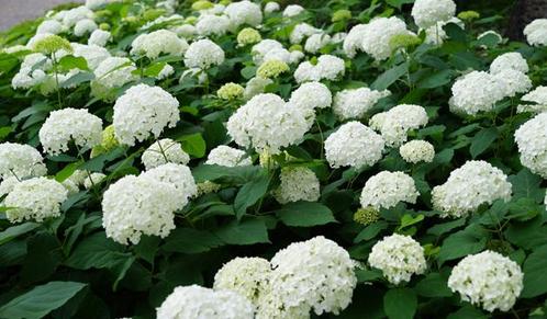 Hortensia Annabelle - Hydrangea arborescens, Tuin en Terras, Planten | Tuinplanten, Vaste plant, Overige soorten, Halfschaduw