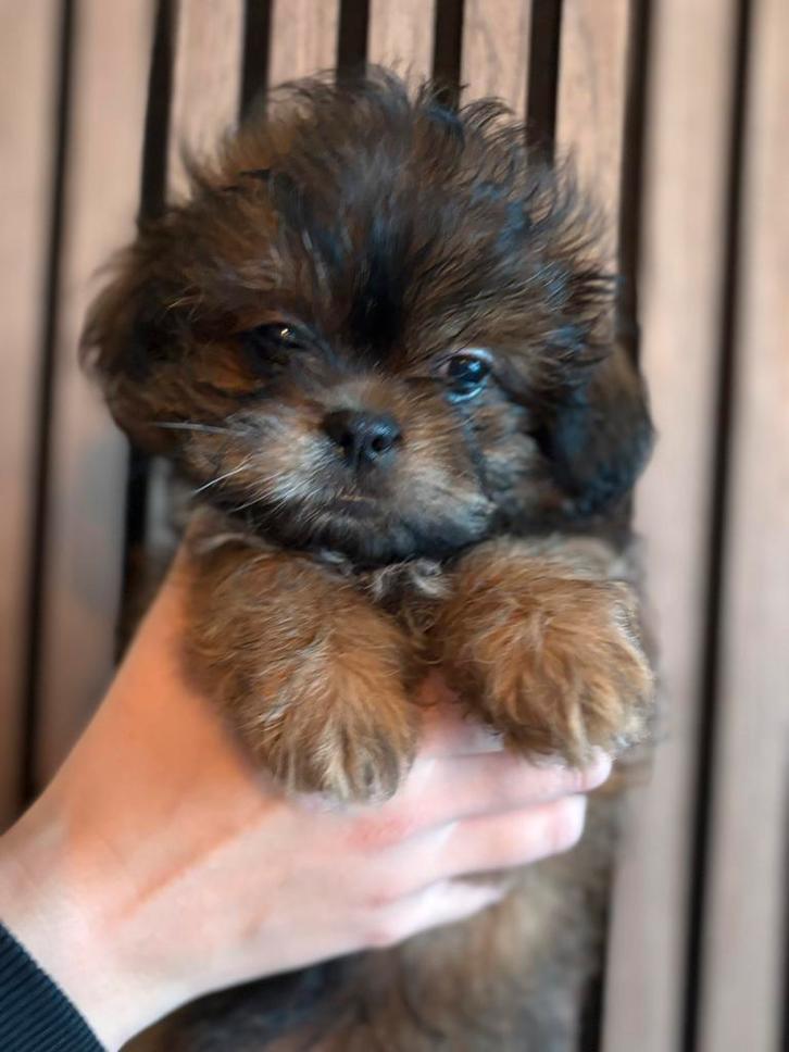 Shishu/toy poedel, Dieren en Toebehoren, Honden | Chihuahua's en Gezelschapshonden, Meerdere dieren, Overige rassen, Particulier