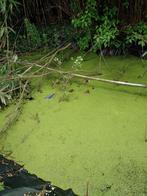 Waterlelie, Tuin en Terras, Vijvers, Gebruikt, Ophalen of Verzenden